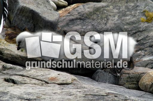 Kelpgans (8 von 8).jpg